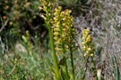 Orchis punctulata